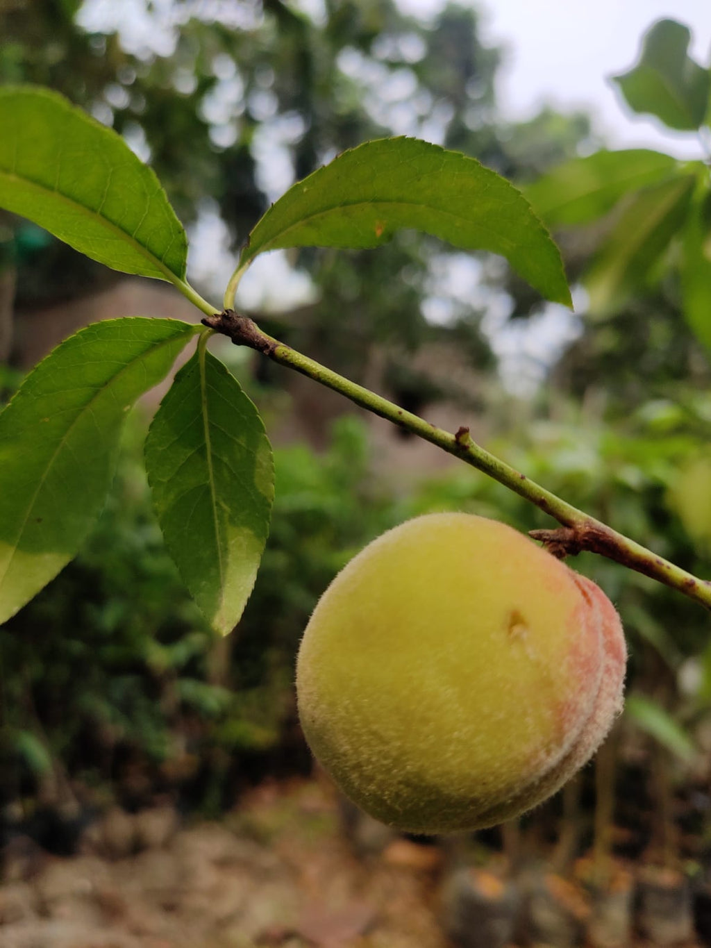 Aadu Sharbati Peach Live Grafted Plant | Prunus Persica Fruit Tree
