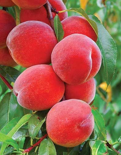Aadu Sharbati Peach Live Grafted Plant | Prunus Persica Fruit Tree