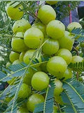 Amla (Gooseberry) Hybrid Clone Live Plant | Early Fruiting Amalaki Tree