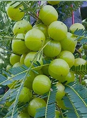Amla (Gooseberry) Hybrid Clone Live Plant | Early Fruiting Amalaki Tree