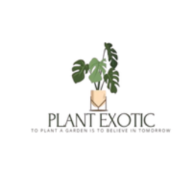 Aglaonema Auspicious Red Live Indoor Plant | Decorative Air Purifying Foliage