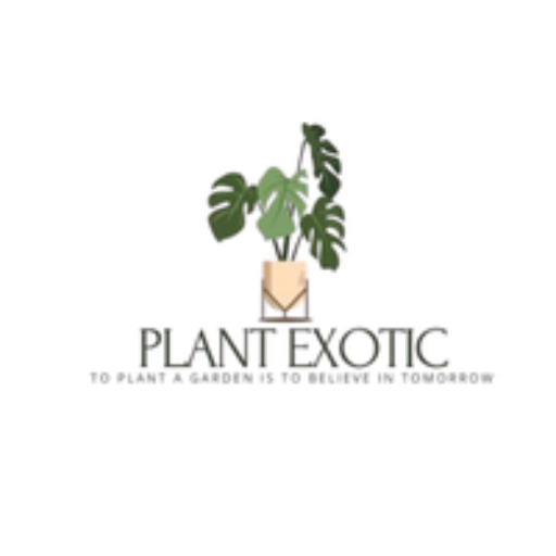 Aglaonema Beauty Live Indoor Plant | Air Purifying Decorative Foliage Plant