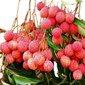 Plant Exotic Seedless Litchi Live Grafted Plant (2 Feet) | Premium Lychee Fruit Tree | Sweet & Juicy Fruit Plant for Home Garden, Terrace & Farm | Healthy Live Sapling