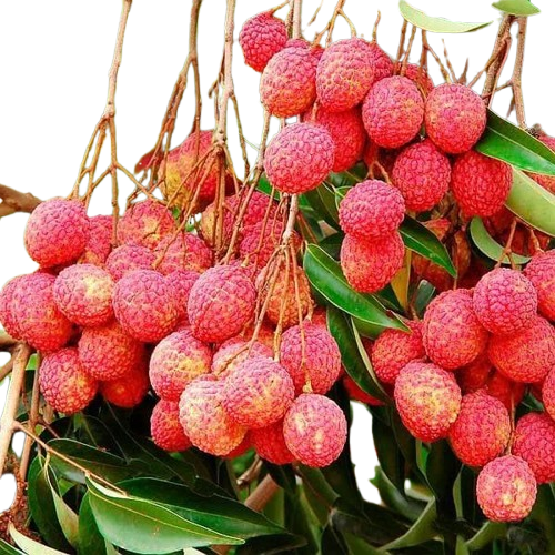 Plant Exotic Seedless Litchi Live Grafted Plant (2 Feet) | Premium Lychee Fruit Tree | Sweet & Juicy Fruit Plant for Home Garden, Terrace & Farm | Healthy Live Sapling