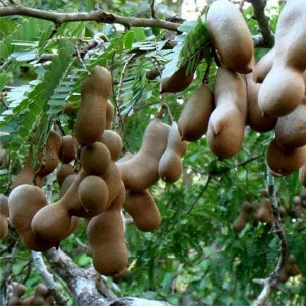 Plant Exotic Tamarind (Imli) Live Plant for Home Garden | Fruit Tree Live Plant | Outdoor Gardening Plant | Edible Fruit Plant | Hardy Tropical Tree Suitable for Indian Climate | Healthy Nursery Sapling