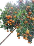 Plant Exotic Ramrangan Orange Plant (Grafted & Hybrid) | Live Fruit Plant | High Yield Citrus Tree for Home Garden, Balcony & Terrace