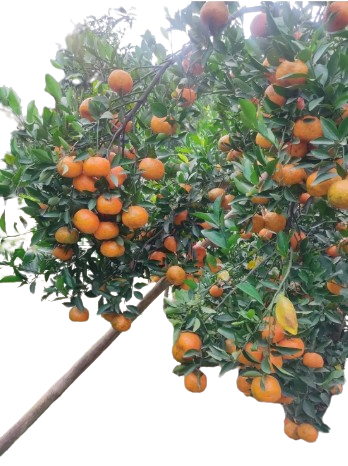 Plant Exotic Ramrangan Orange Plant (Grafted & Hybrid) | Live Fruit Plant | High Yield Citrus Tree for Home Garden, Balcony & Terrace