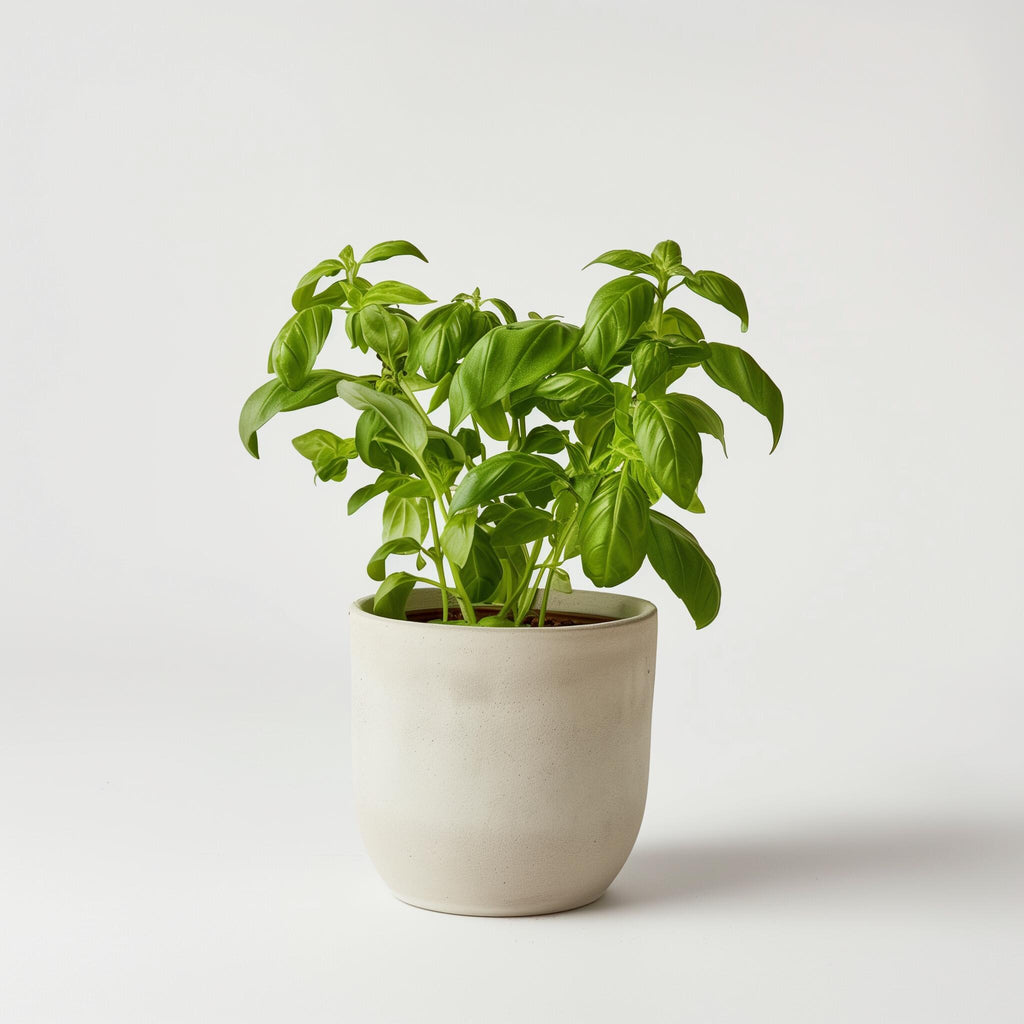 PlantExotic White Red Vinca Live plant Seedless Flower Plants|All Season Periwinkle growing Best for Home, Office & Garden.