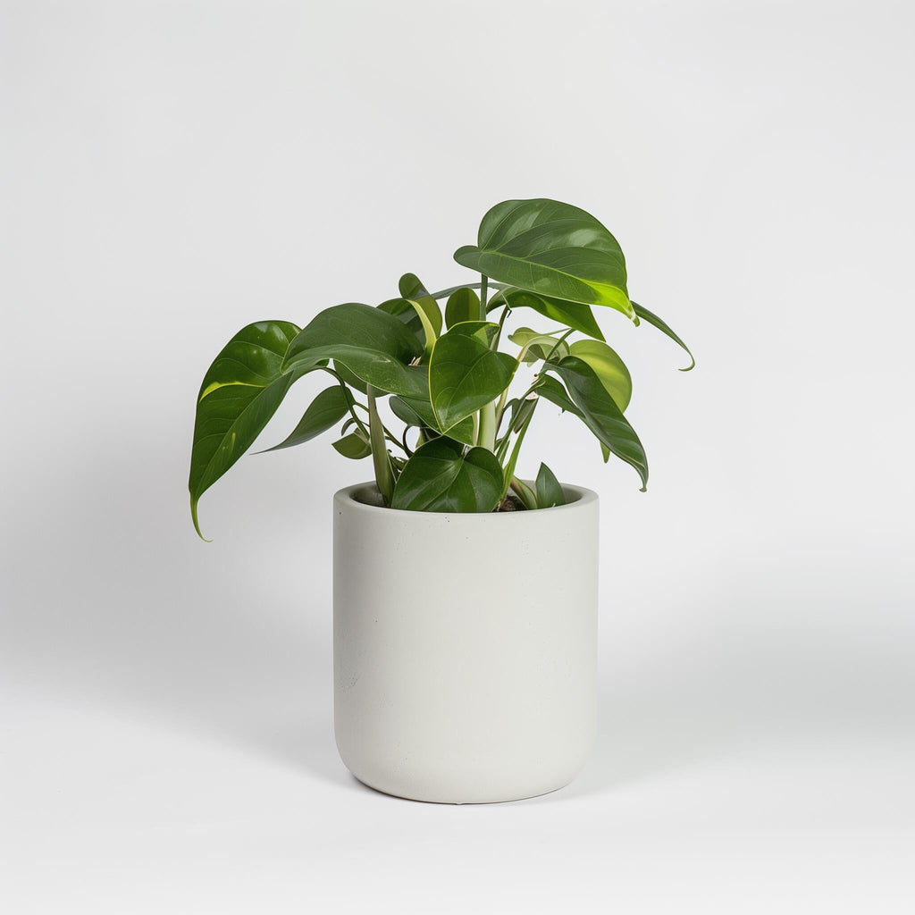 PlantExotic Anthurium Live Plant, Multicolur Flowering Indoor Plant, Baby Plant with Blooms in 2-3 month  with pot, | Indoor Plants For Home | Office Desk | Live Plants Indoor | Air Purifying Plant |