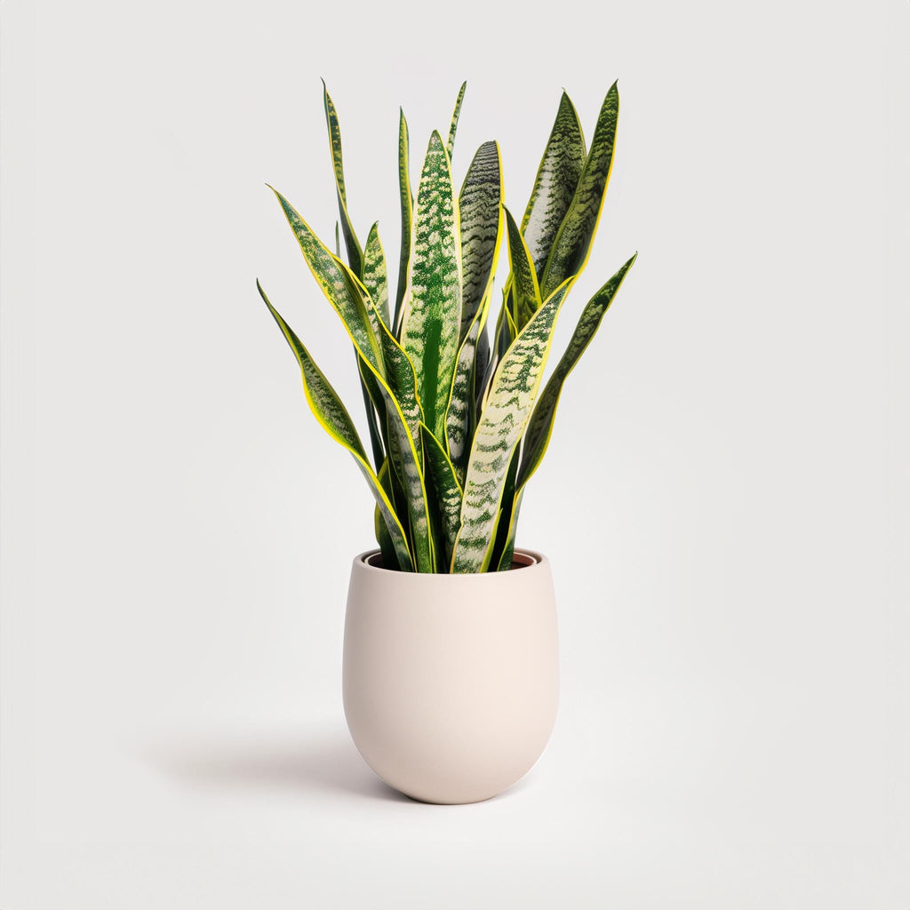 Example productExotic Indoor Plants Snake Plant, Live Indoor Houseplant with White and Green Variegated Leaves, Air Purifying, Low Maintenance, 25cm Height, Partial Shade, Well-draining Potting Mix