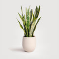 Example productExotic Indoor Plants Snake Plant, Live Indoor Houseplant with White and Green Variegated Leaves, Air Purifying, Low Maintenance, 25cm Height, Partial Shade, Well-draining Potting Mix